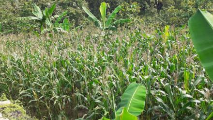 Tanaman Jagung